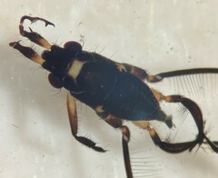 Rheumatobates rileyi