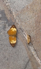Cupha erymanthis lotis