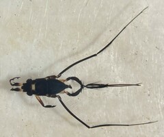 Rheumatobates rileyi