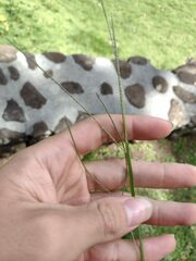 Digitaria violascens