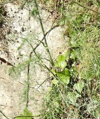 Foeniculum vulgare