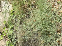 Rumex induratus