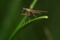 Lonchoptera bifurcata