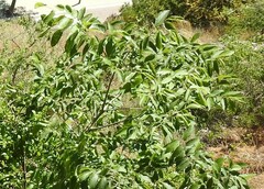 Angiospermae