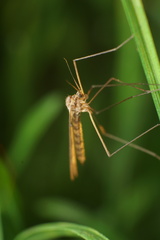 Trichocera annulata