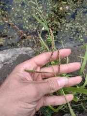 Paspalum fimbriatum