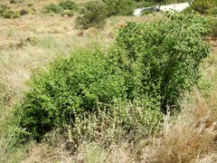 Pseudodictamnus hirsutus