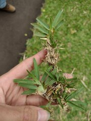 Stenotaphrum secundatum