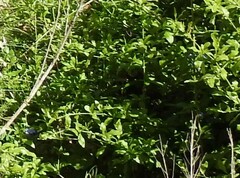 Plumbago auriculata