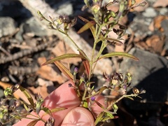 Trichostema setaceum