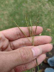 Bothriochloa pertusa