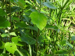 Hibiscus calyphyllus