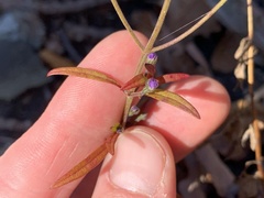 Trichostema setaceum