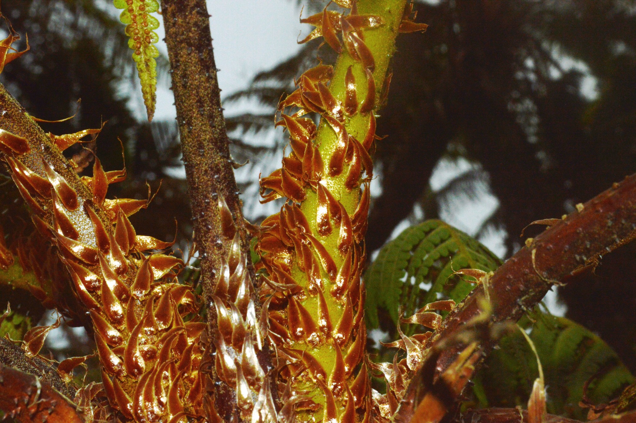Cyathea tenera