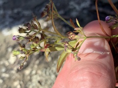 Trichostema setaceum