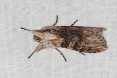 Cucullia absinthii
