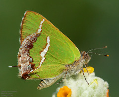 Chlorostrymon simaethis