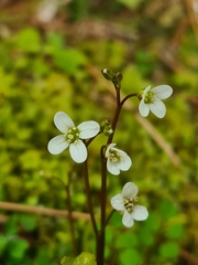 Cardamine flexuosa