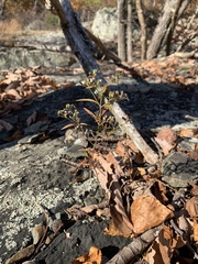 Trichostema setaceum