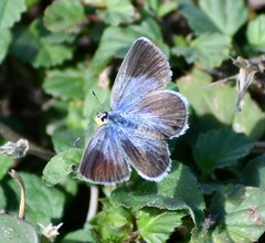 Hemiargus ceraunus
