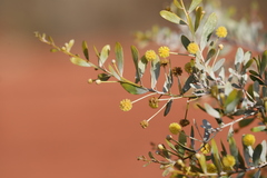 Acacia melleodora
