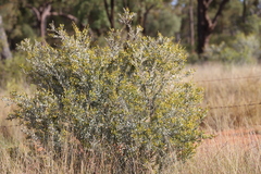 Acacia melleodora