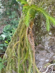 Phlegmariurus gnidioides