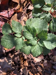 Pachysandra procumbens