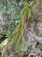 Phlegmariurus gnidioides