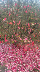 Russelia equisetiformis