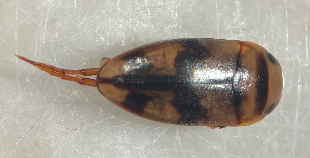 Heterosternuta allegheniana