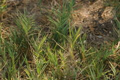 Sporobolus virginicus