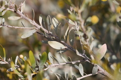 Acacia melleodora