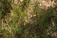 Sporobolus virginicus