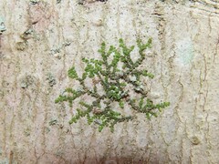 Frullania eboracensis