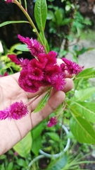 Celosia argentea