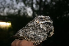 Phalaenoptilus nuttallii