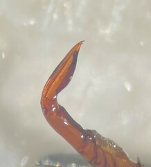 Agabus erythropterus