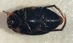 Agabus erythropterus