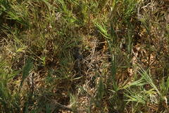 Sporobolus virginicus