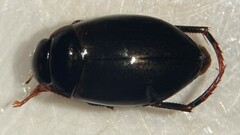Agabus erythropterus