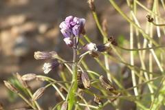 Bellevalia longistyla