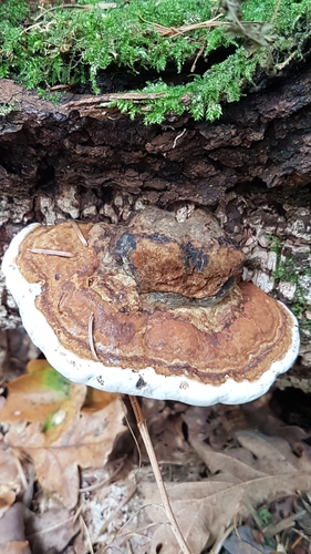 Plokščiasis blizgutis nuotrauka