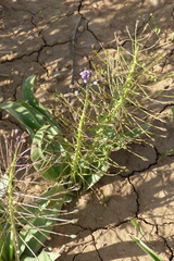 Bellevalia longistyla