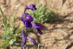 Gladiolus atroviolaceus