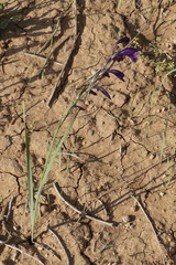 Gladiolus atroviolaceus