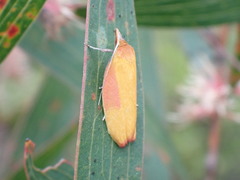 Wingia hesperidella