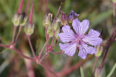 Geranium tuberosum