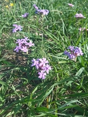 Glandularia tenera