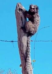 Callithrix penicillata